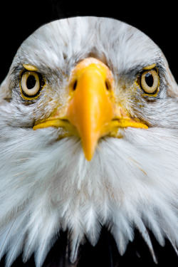 l0stship:  Bald Eagle Portrait - Front - by George (source)