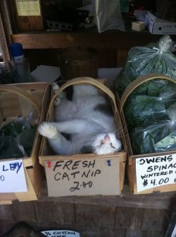 catsbeaversandducks: “We’re open! Spinach, Flowers, Herbs,