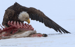 thingswithantlers:   Bald eagle on deer carcass Photo by Nature’s