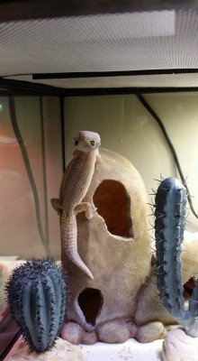 rate-my-reptile:  Looking At Thyne Haters as Such 