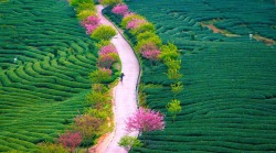 oecodomic:  Tea Farm Spring -  Zhang Ning 