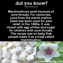 nudityandnerdery:  geekgirlsmash:  did-you-kno:Marshmallows exist