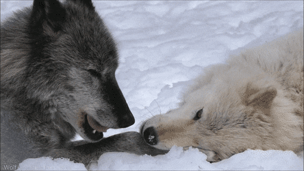 Stop Killing Wolves!