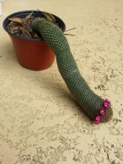 thechubbynerd:  dali-baby:    my cactus has had slouching issues