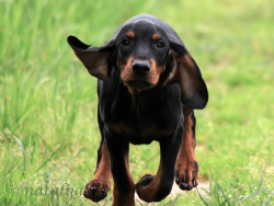 hounddogsrunning:  Tek!