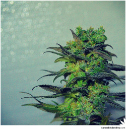 Cannabis Nebula