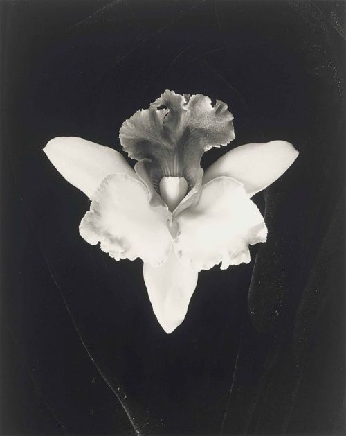 aviel:  Robert Mapplethorpe - Orchid (1985)
