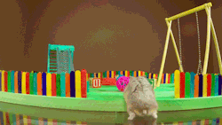 flippyflippynutella:  Tiny Hamster in a Tiny Playground dear