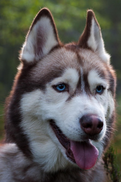 plasmatics-life:  Blue-eyed Husky [via/more] By Erik Kallberg