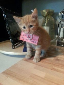 cute-overload:  Will you marry my new daddy?http://cute-overload.tumblr.com