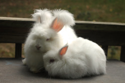 bunniesohmy:  madthinks:  Bun buds   Floof friends