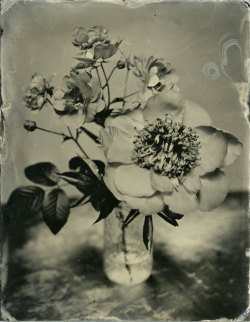 brookelabrie:  Peony and Rosebush Tintype © brookelabrie  really