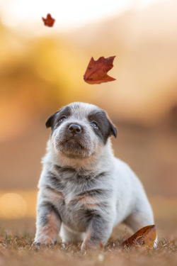 stayfr-sh:  Blue Heeler