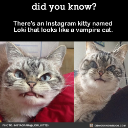 did-you-kno:  Kitty is trying to disguise herself as cute. But