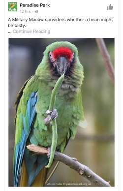 cat-birb: warmleveret:  megurashka: a military macaw considers