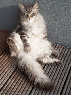 cursedcatimages:  he sits like this all the time