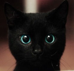 arteliepi:  Azar é não ter o amor de um gato preto