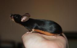 kryptogreen:  A purebred fancy mouse, color: black tan 