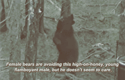 socialistgay:a young gay bear pole dances in the woods 