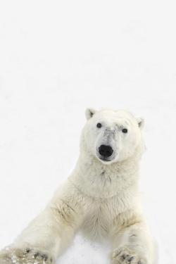 wonderous-world:  A Very Curious Polar Bear by Richard Wear