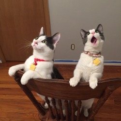 cwleafonthewind:my cats’ reaction to seeing the ceiling fan