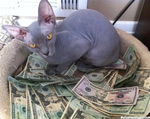 chubblersds:  nihongogogo:  yxngsushi:  starseed-infinite:  avedior:  alxbngala:  Money Cats masterpost,   to have your LIFE!! filled with money.  I got โ today, Iâ€™m reblogging this again  please, Iâ€™m going to be unemployed the end of this week.