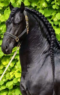 bigdeedleboy49:Black Stallion series!