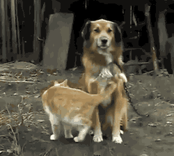 cineraria:  史上最強にラブラブな犬とネコを発見
