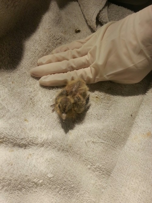 huffiestrikes:Look at the cute baby pigeon i found today and im taking care of Its now asleep and its name is Pollo/Pollito
