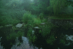crookednose:  Bowker Creek (by Jillian M. Anderson) 