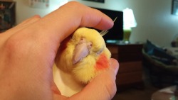 horatioandalice:  You know you’re doing scritches right when