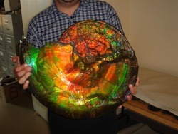 scarlettwriter:  gigantic opalized ammonite fossil 