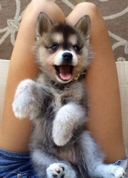 lolcuteanimals:  Cute happy husky puppy.