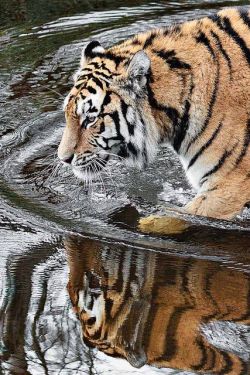 ancient-magics:Tiger reflections by amcgdesigns on Flickr  