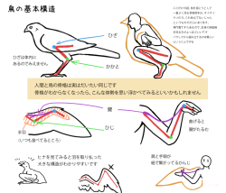 digiartlab: 鳥やタカを描いてみよう How to Draw Birds