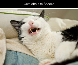 tastefullyoffensive:  Cats About to Sneeze [x]Previously: Cats