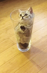 edwardspoonhands:  it’s a cat in a cup!