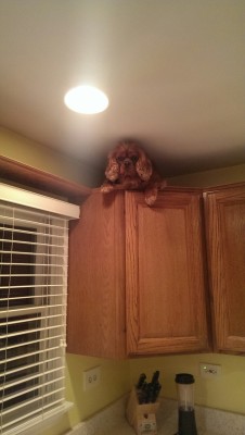 ryansauris:  So I came home from work and found my dog up there..how?