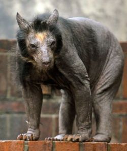 le0rav0jta:Do You Recognize These Animals Without Hair?# 1 Balding