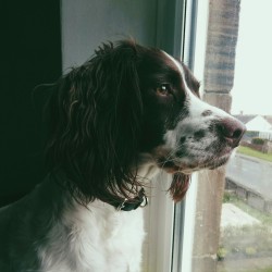 danielodowd:  Why is my dog better looking than me?