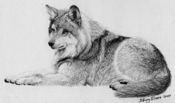 tattootee:  Quality wolf  LONEWOLF