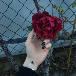 kingredzrose.tumblr.com/post/182468679981/