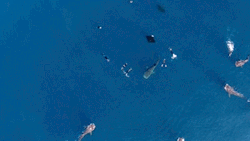 griseus:  Drone capture whale sharks and mantas feeding together