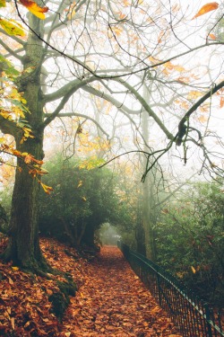 dpcphotography:  Fallen path 🍁