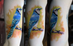 fuckyeahtattoos:   Blue Jay Bird TattooSavaş Doğan - Matkap