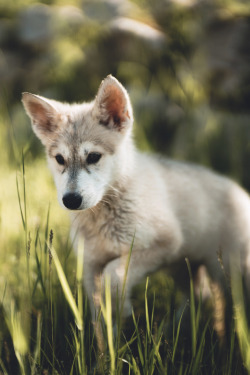 captvinvanity:   Zach Allia | Wolf puppy  