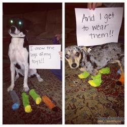 dogshaming:  I chew the legs….  I chew the legs off my toys!!…..