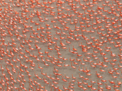giraffe-in-a-tree:  Flamingo Flock (Notice how they all face