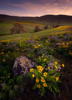 death-by-dior:  50bestphotos:  Columbia Hills Wildflowers by