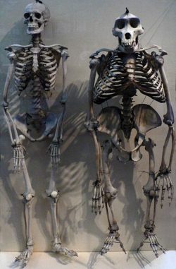 coolthingoftheday:  The skeleton of a human standing next to